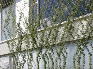 groene gevels - Carl Stahl Architectuur
