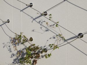 museum zutphen groene gevels