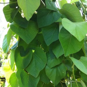 aristolochia_macrophylla_1-duitse pijp