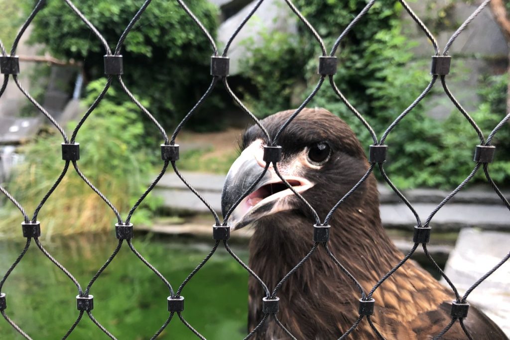 Dierentuin verblijf met RVS kabelnetten - Carl Stahl