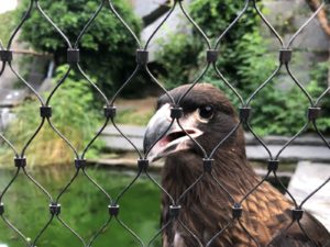 Dierentuin verblijf met RVS kabelnetten - Carl Stahl